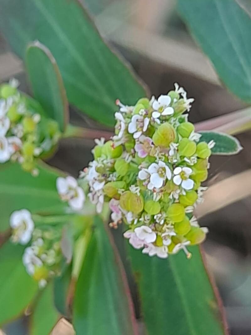 Chamaesyce hypericifolia fruit