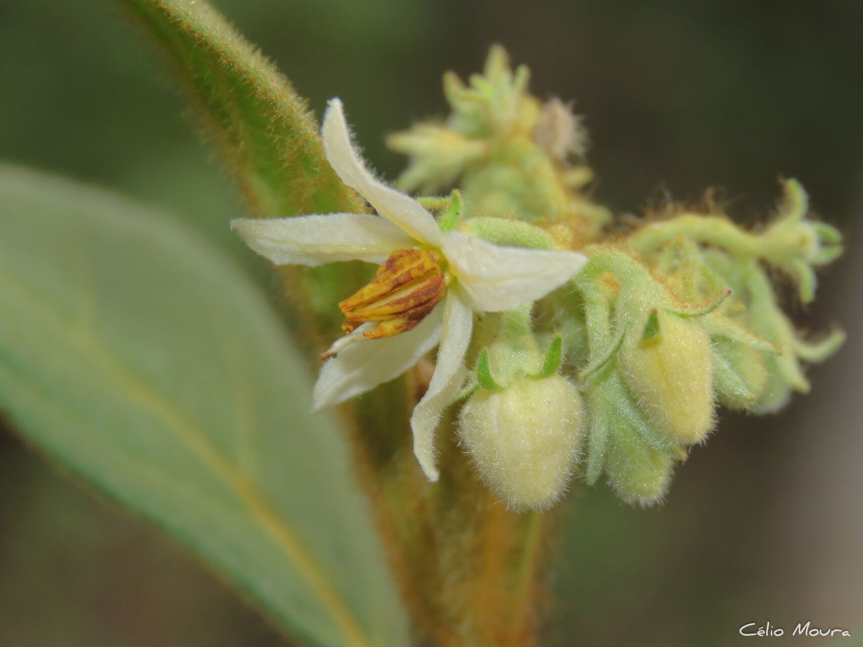 Solanum rhytidoandrum flower