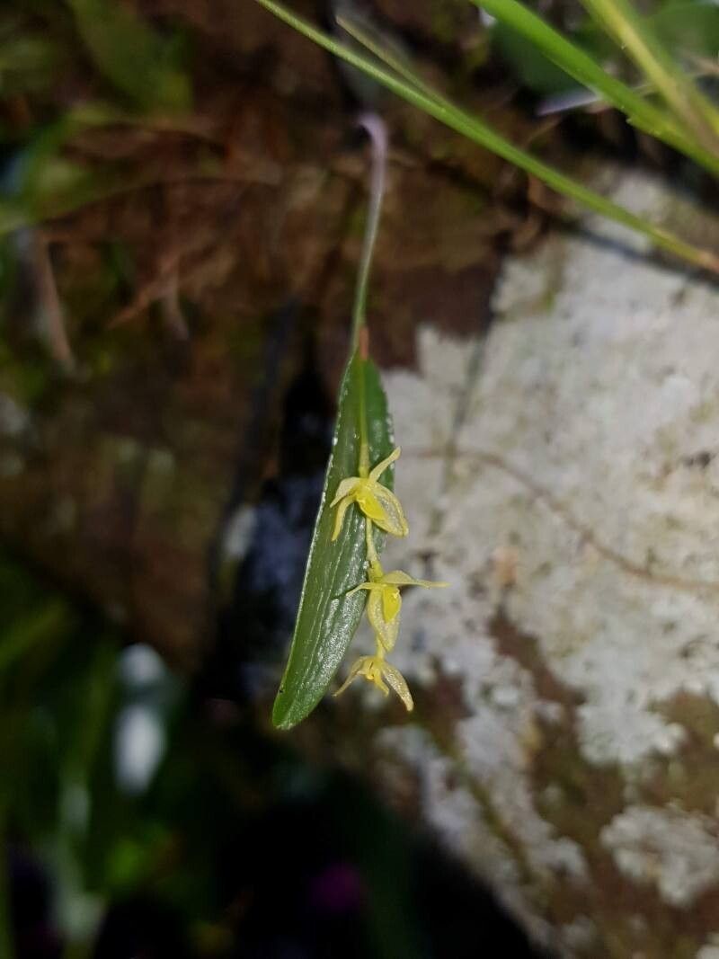 Pleurothallis pruinosa flower