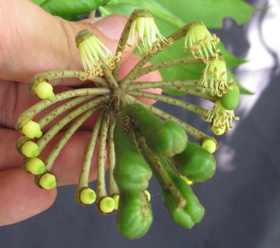 Marcgravia pittieri flower