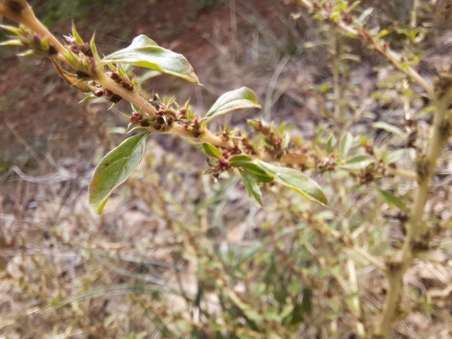 Amaranthus albus flower