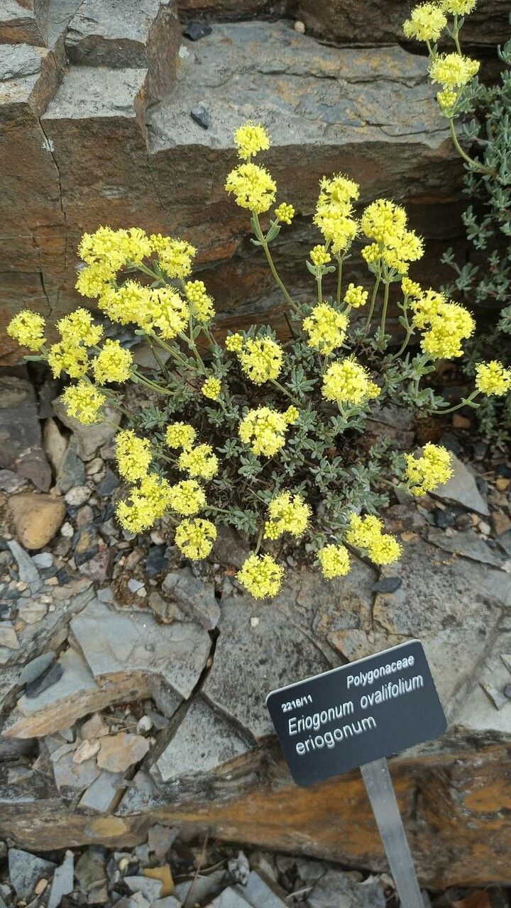 Eriogonum sphaerocephalum flower