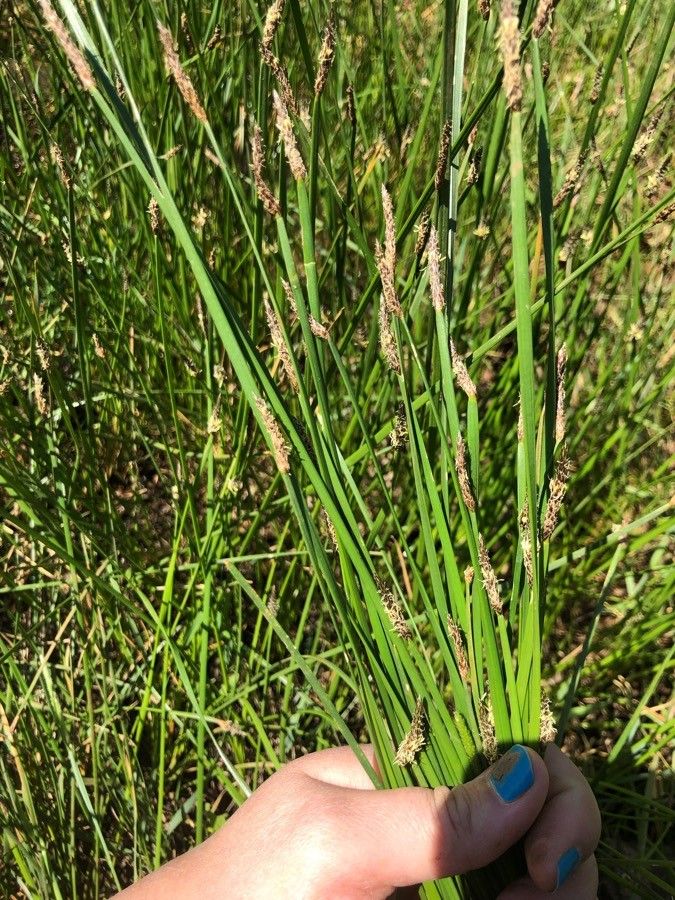 Eleocharis compressa fruit
