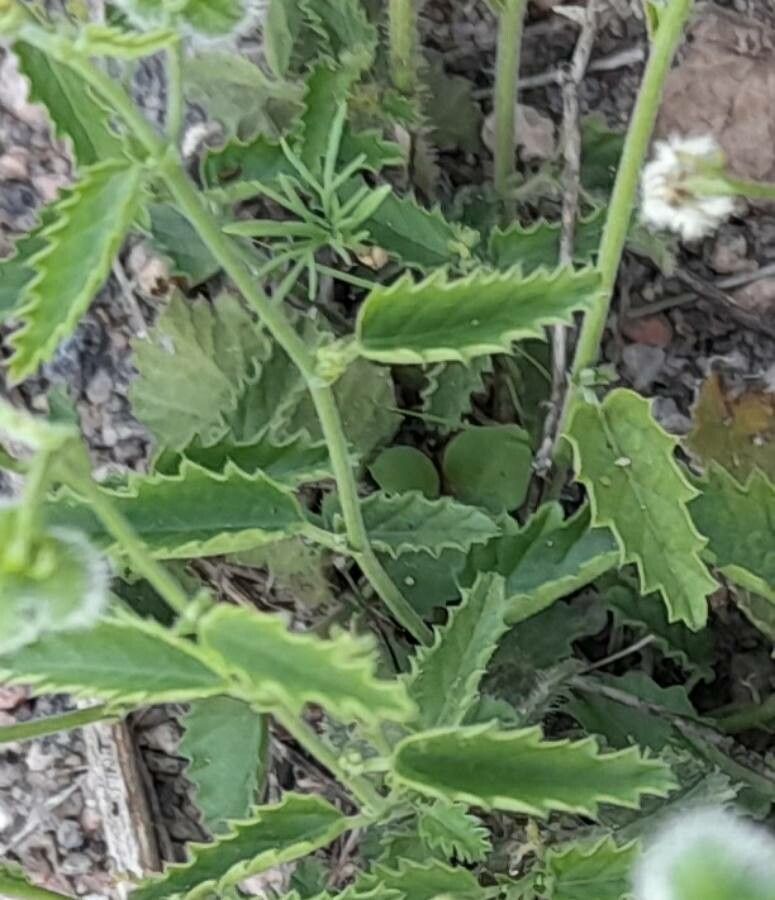 Tragia geraniifolia — houseplant care guide