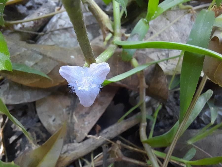 Cyanotis axillaris flower