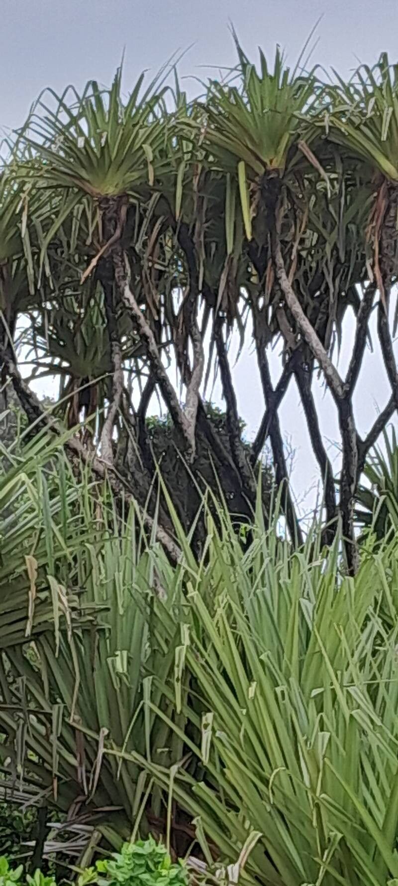 Pandanus concretus — houseplant care guide