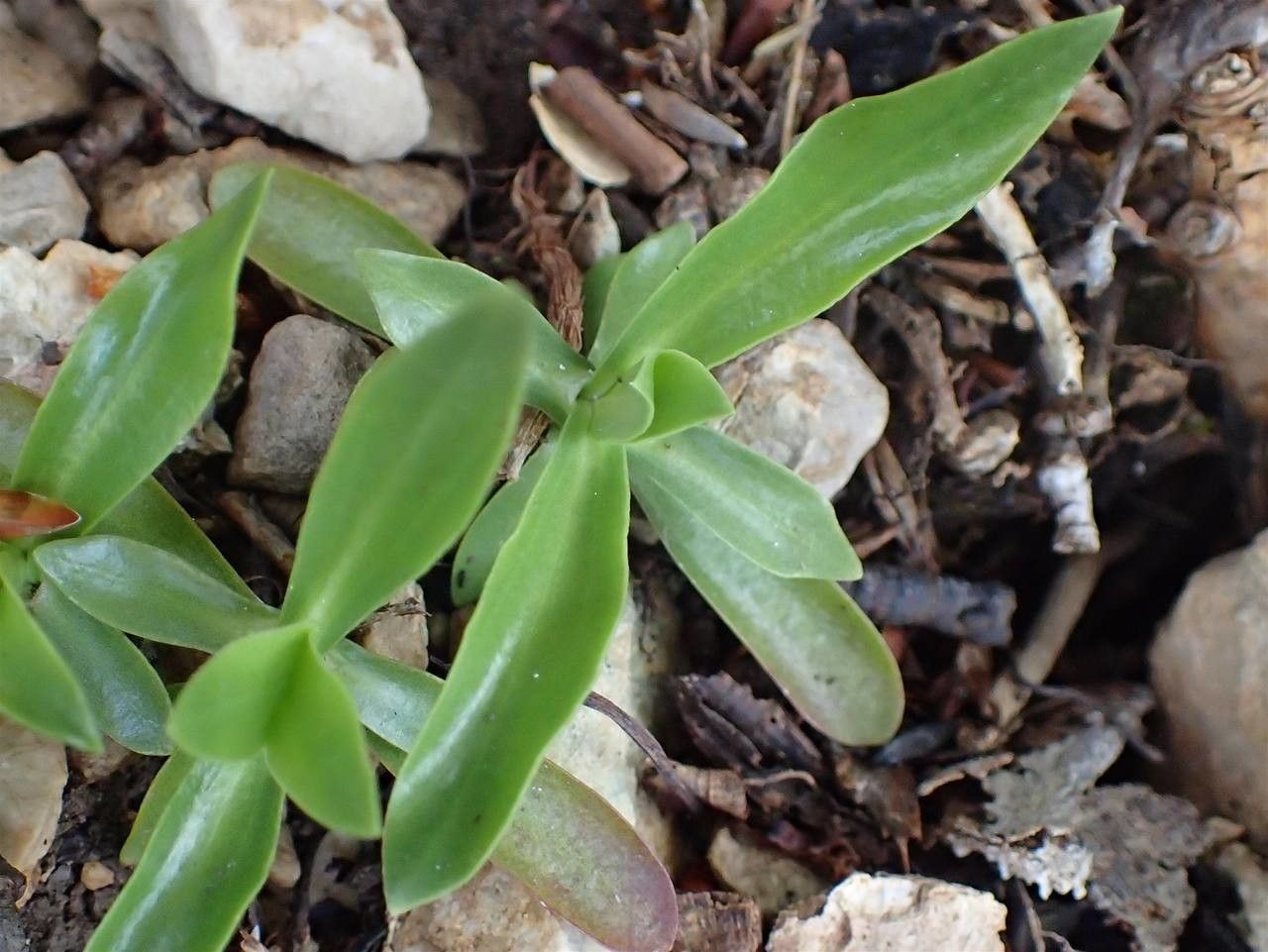 Gentiana angustifolia leaf
