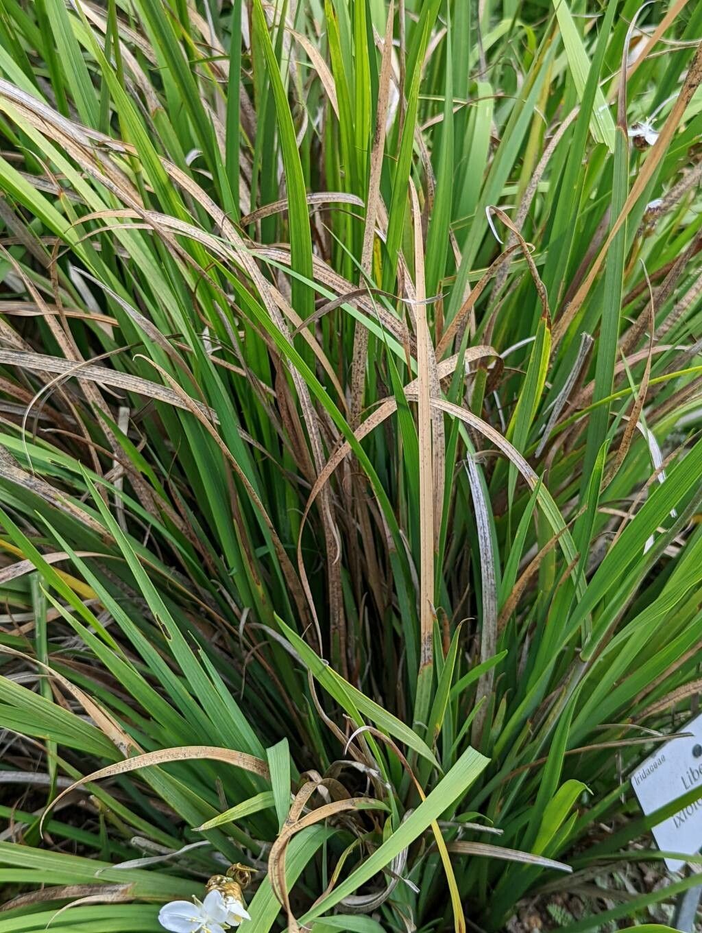 Libertia ixioides leaf