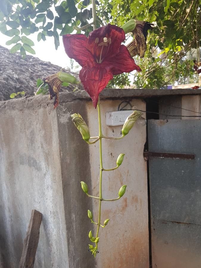 Kigelia africana flower