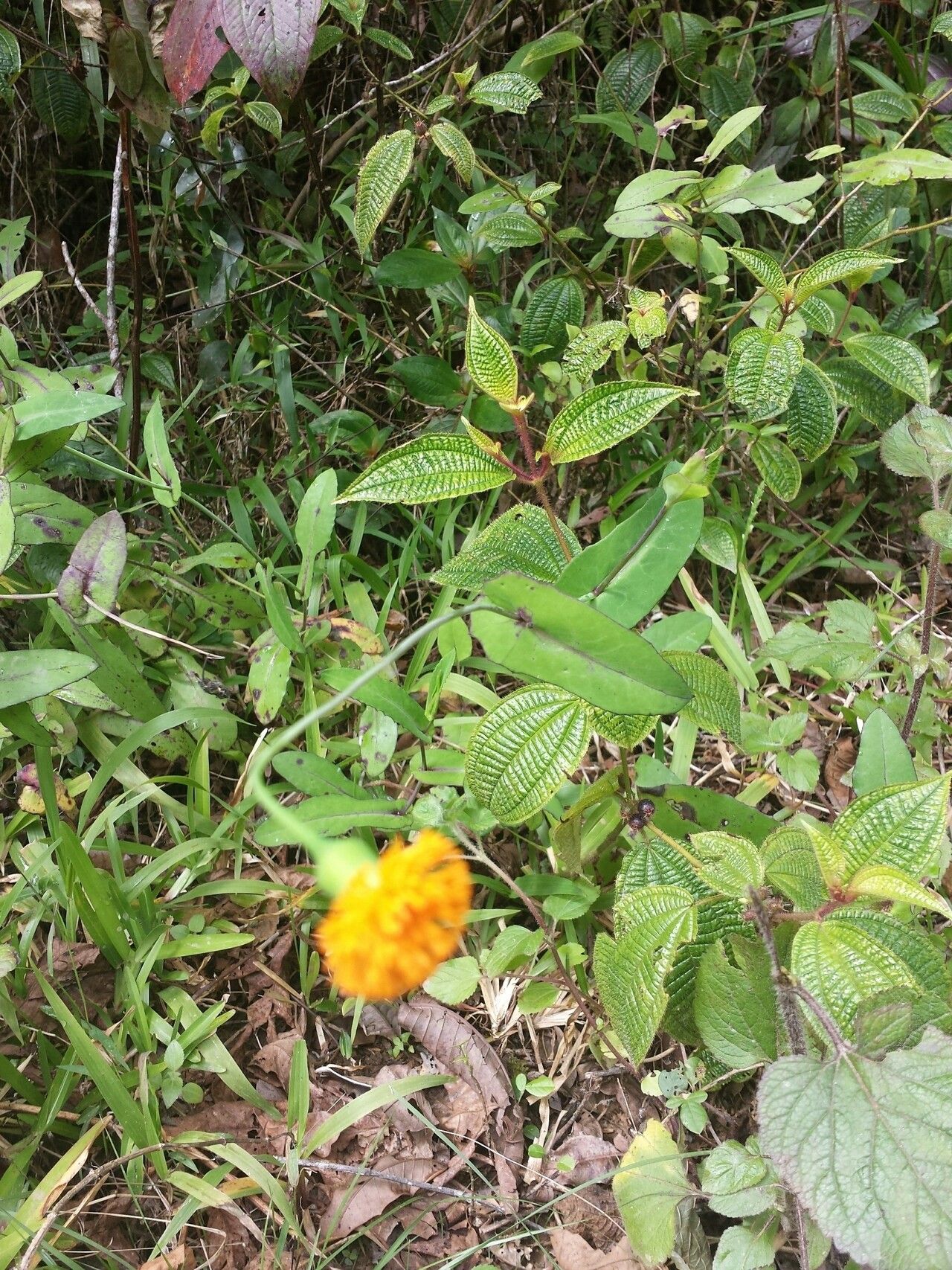 Emilia humifusa habit