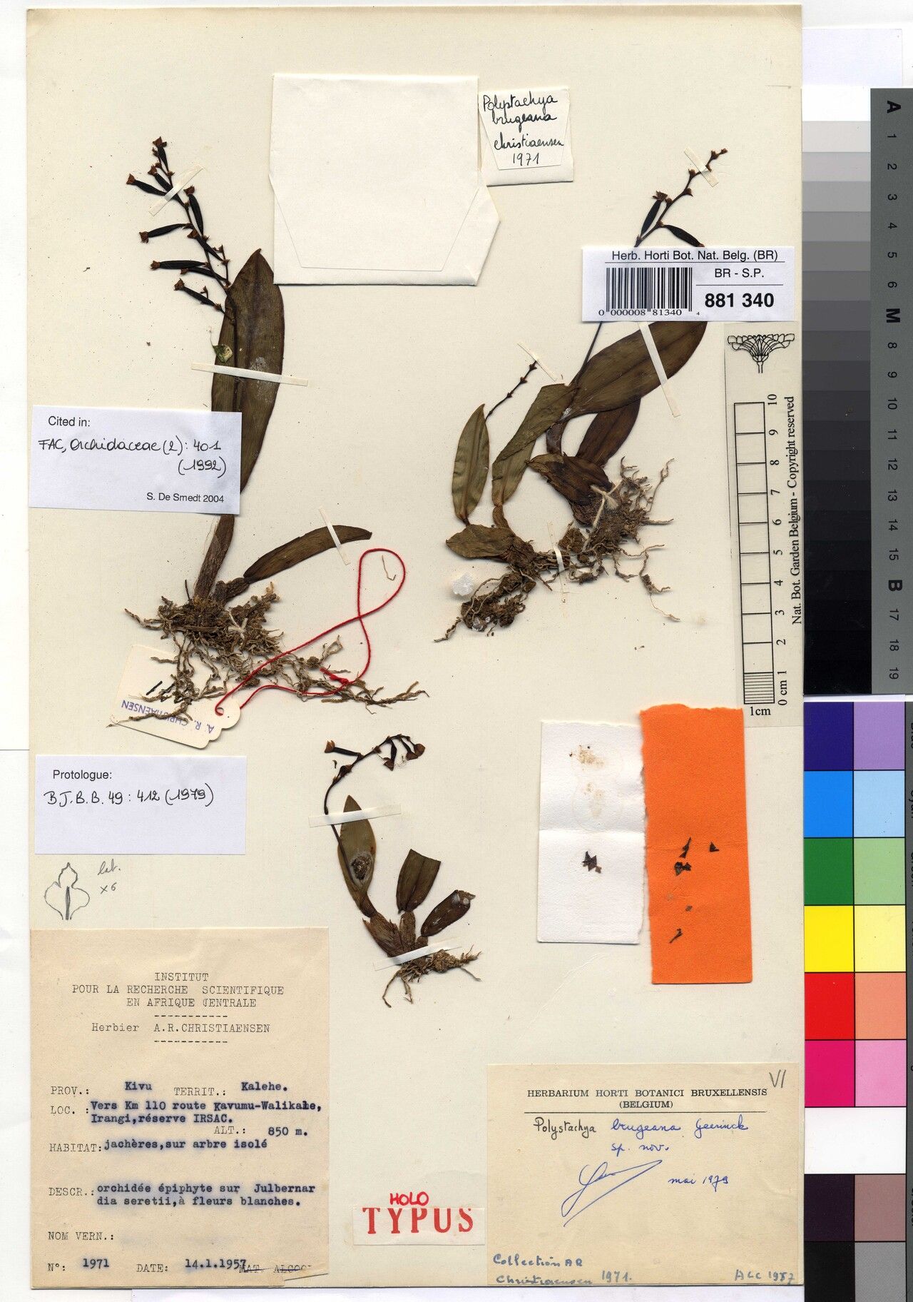 Polystachya brugeana — houseplant care guide