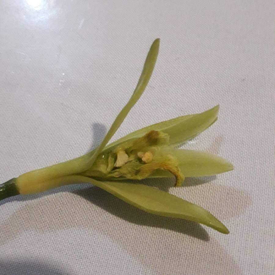 Vanilla pompona flower