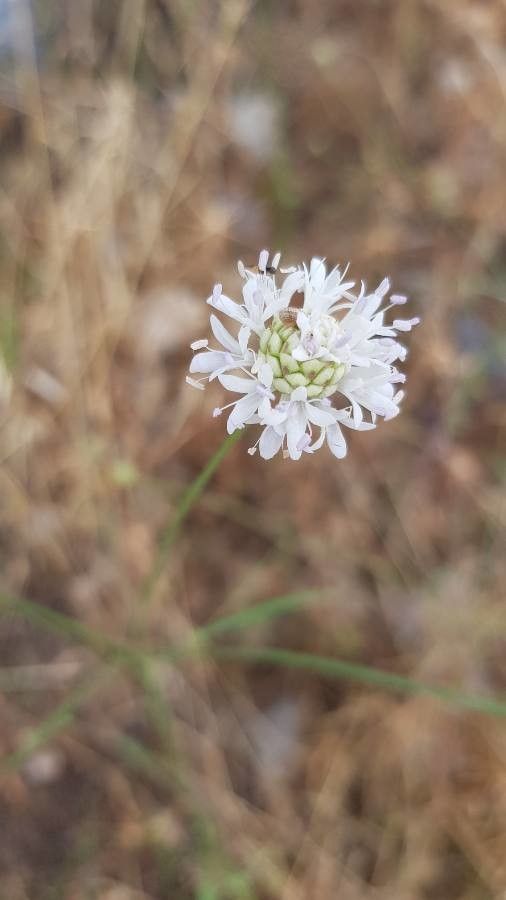Cephalaria joppensis flower