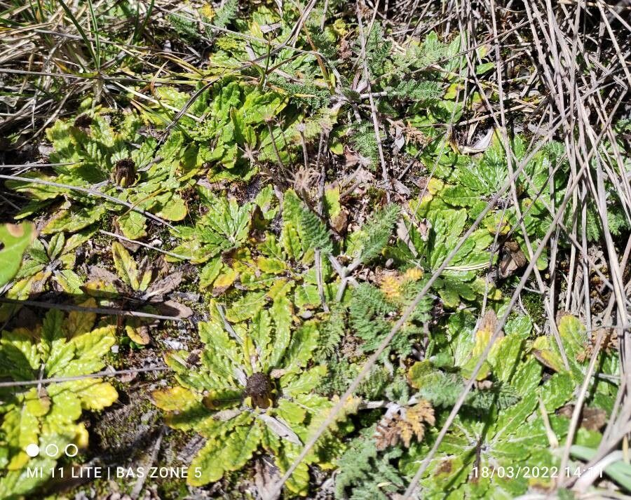 Senecio rhizocephalus habit