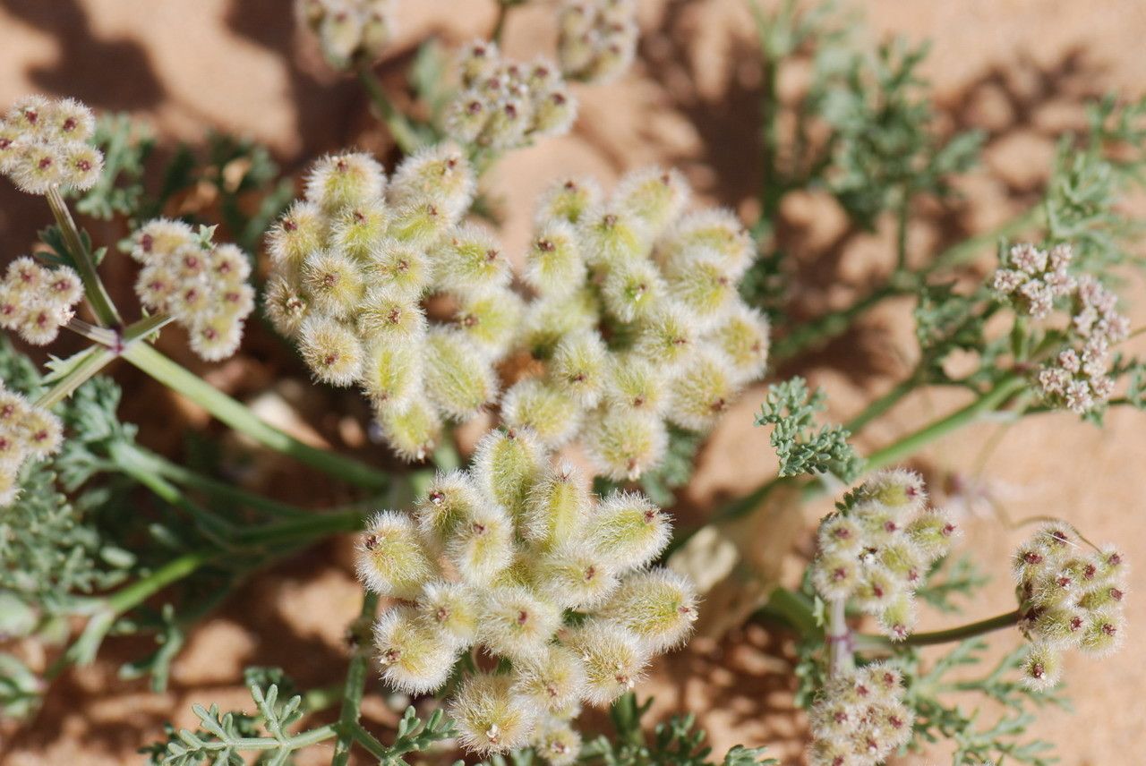 Ammodaucus leucotrichus fruit