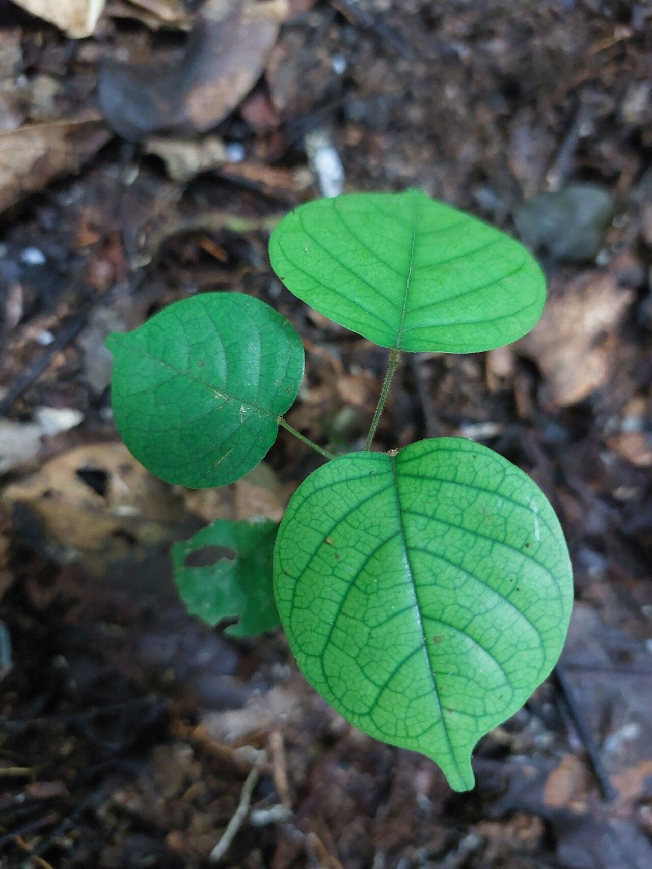 Dialium lopense — search result for 'Dialium'