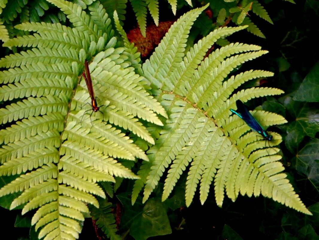 Dryopteris × complexa — search result for 'Dryopteris'