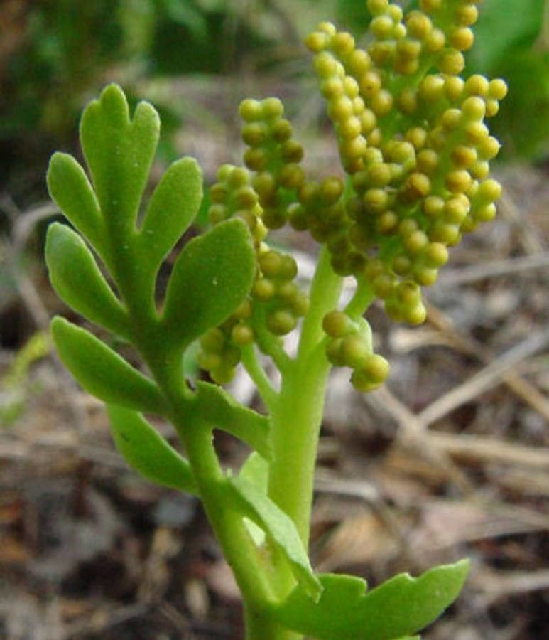 Botrychium boreale — related species from the same genus