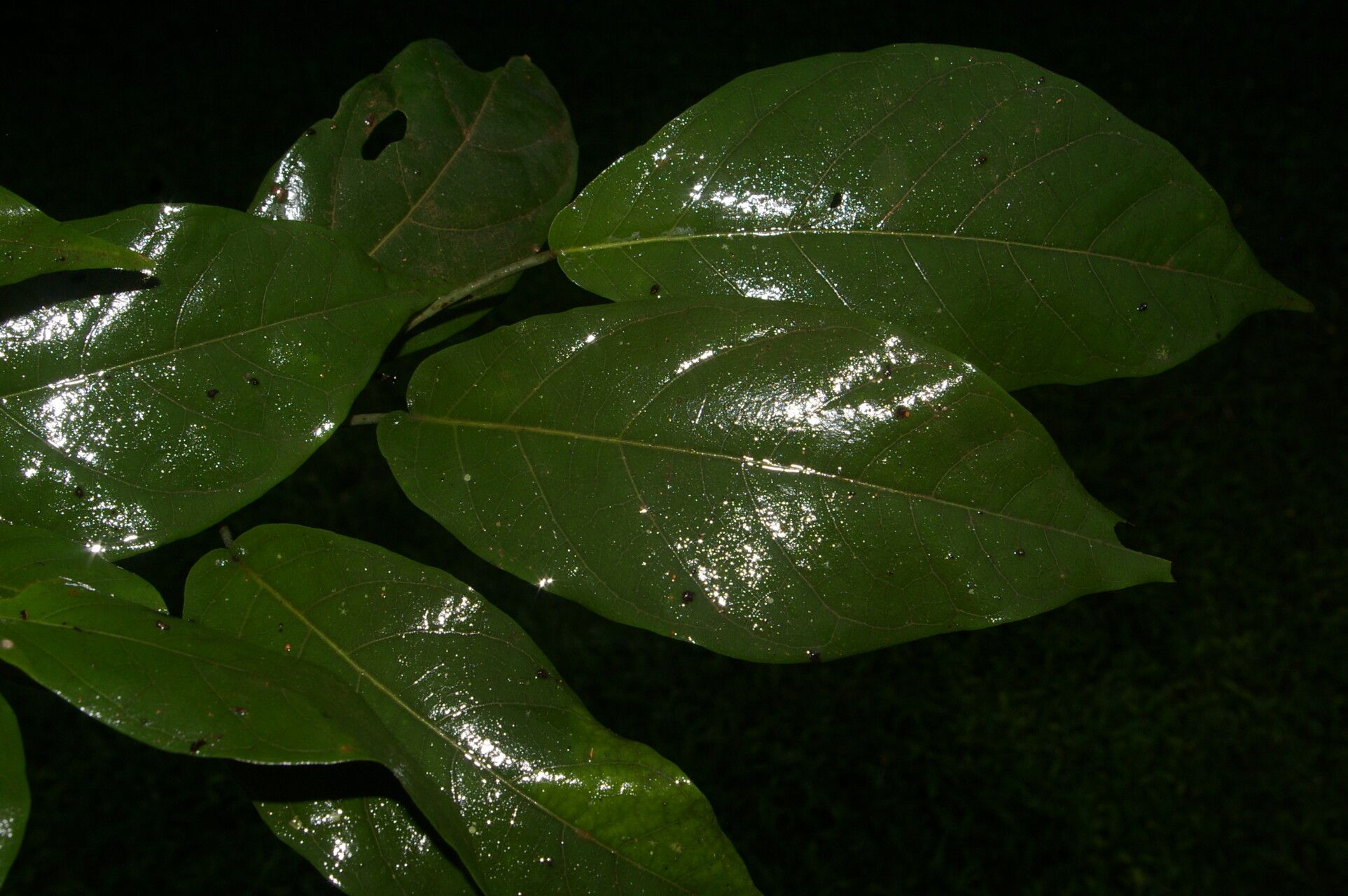 Coccoloba obovata — houseplant care guide