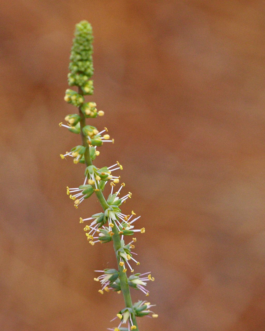 Schoenocaulon dubium — related species from the same genus