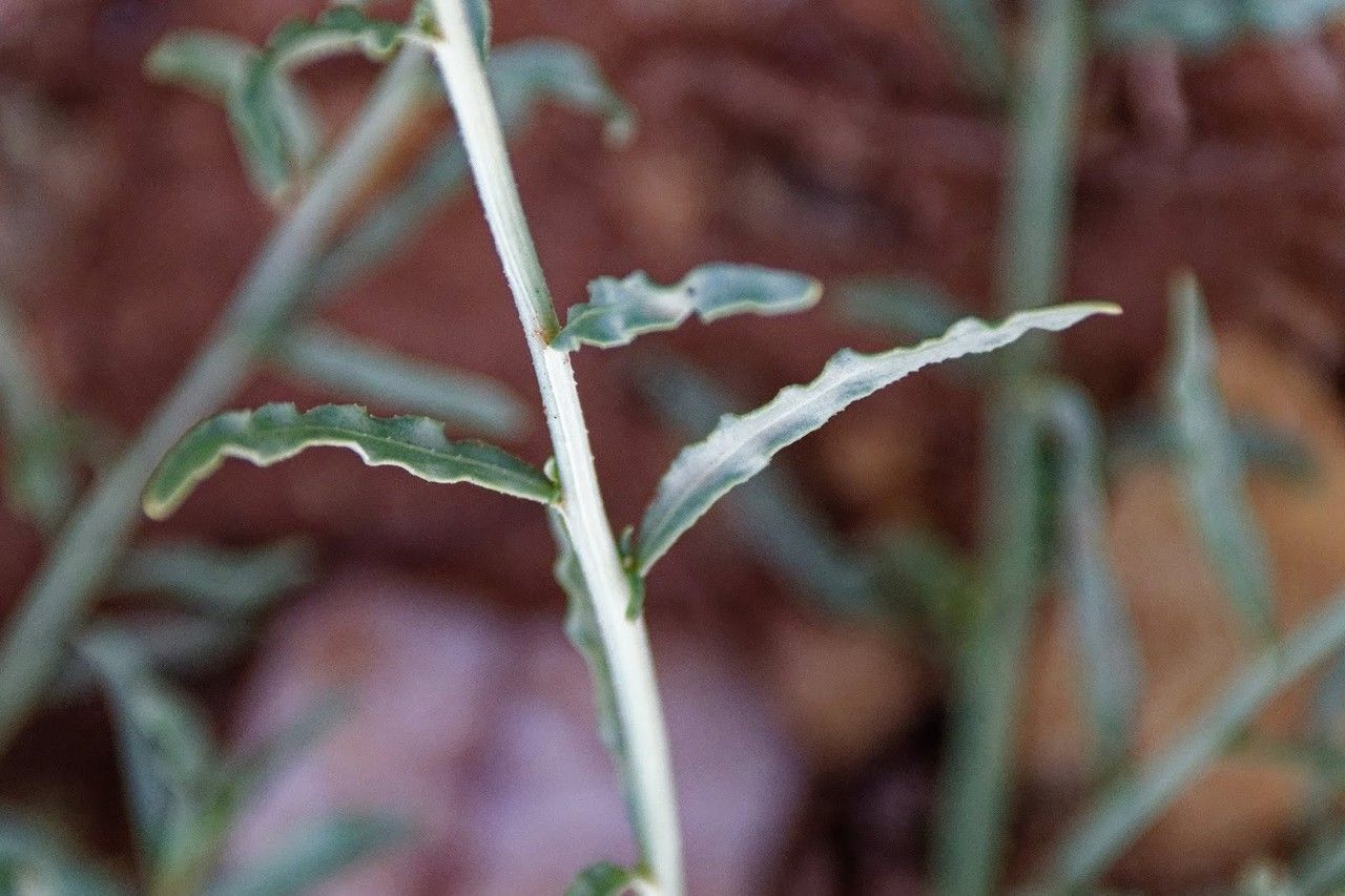 Caylusea hexagyna — houseplant care guide