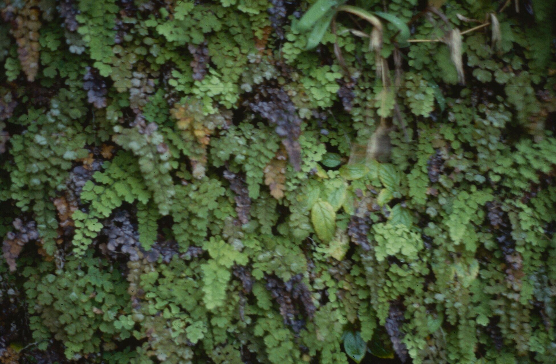 Adiantum concinnum leaf