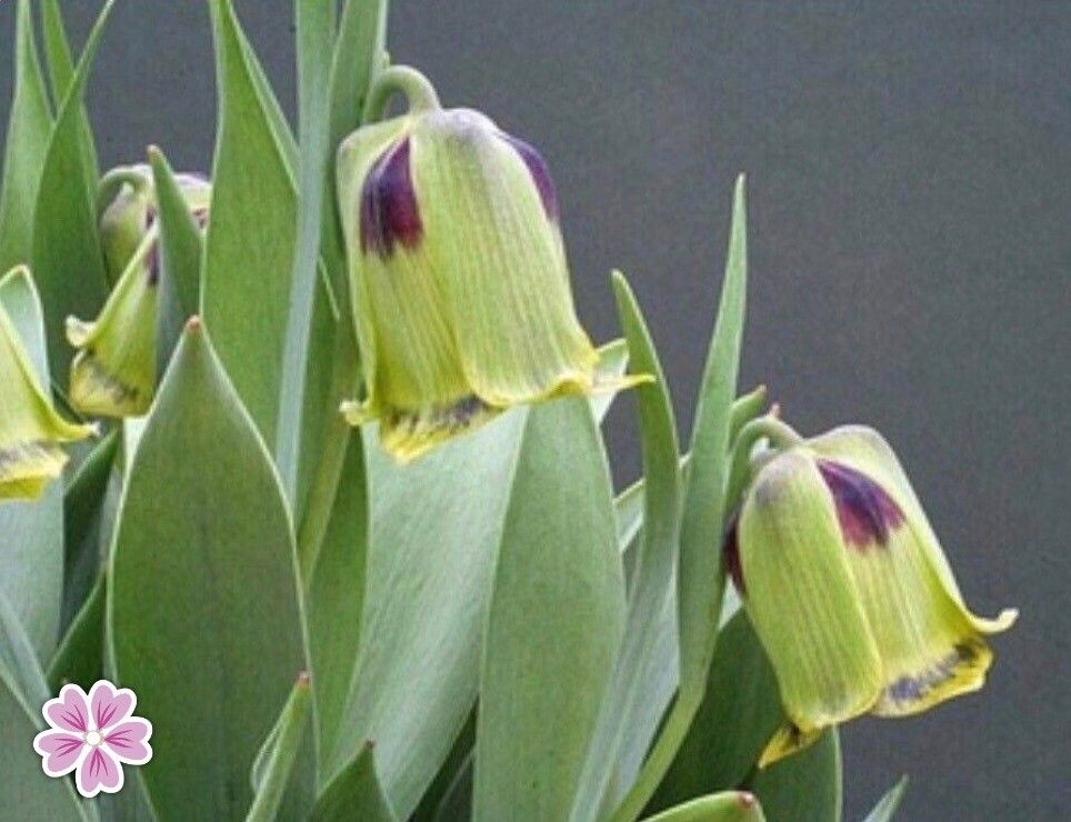 Fritillaria wendelboi — houseplant care guide