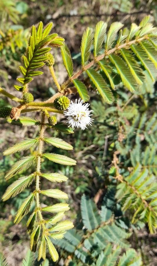 Mimosa bimucronata flower