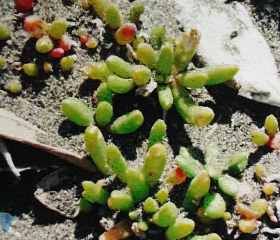 Disphyma australe — related species from the same genus