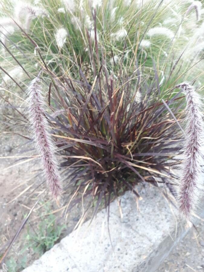 Cortaderia jubata leaf