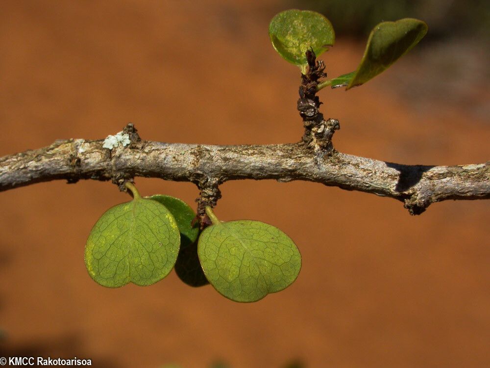 Margaritaria decaryana bark