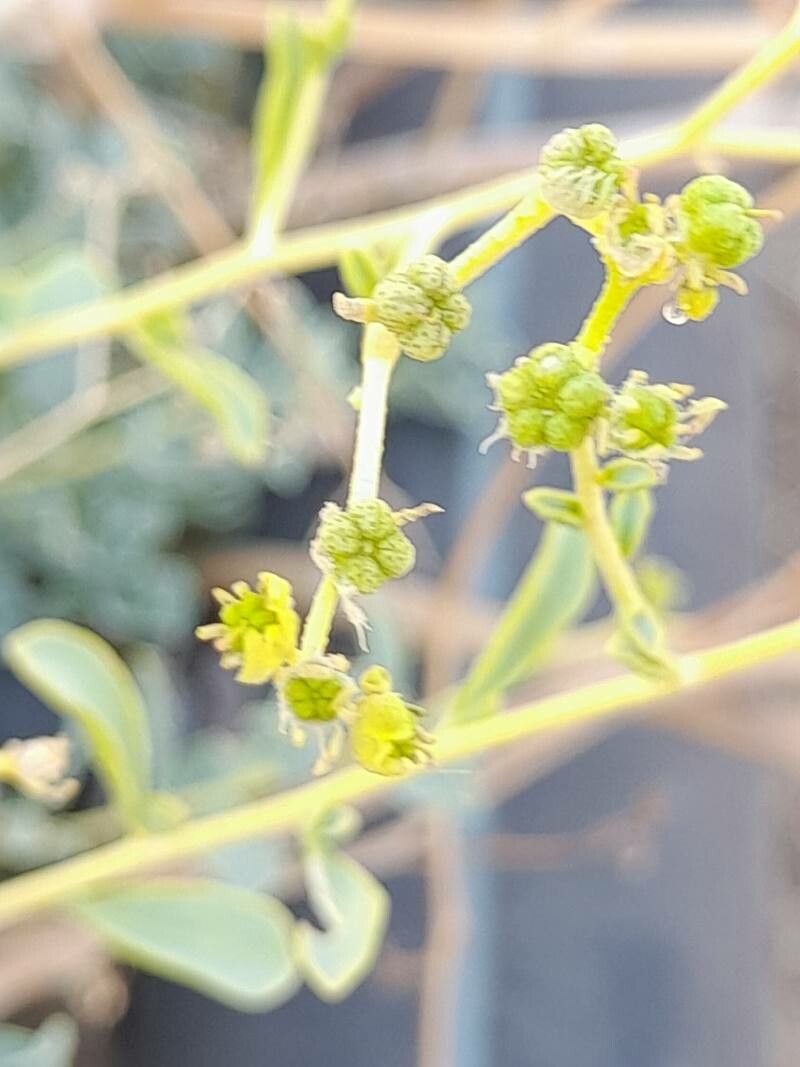Haplophyllum tuberculatum fruit