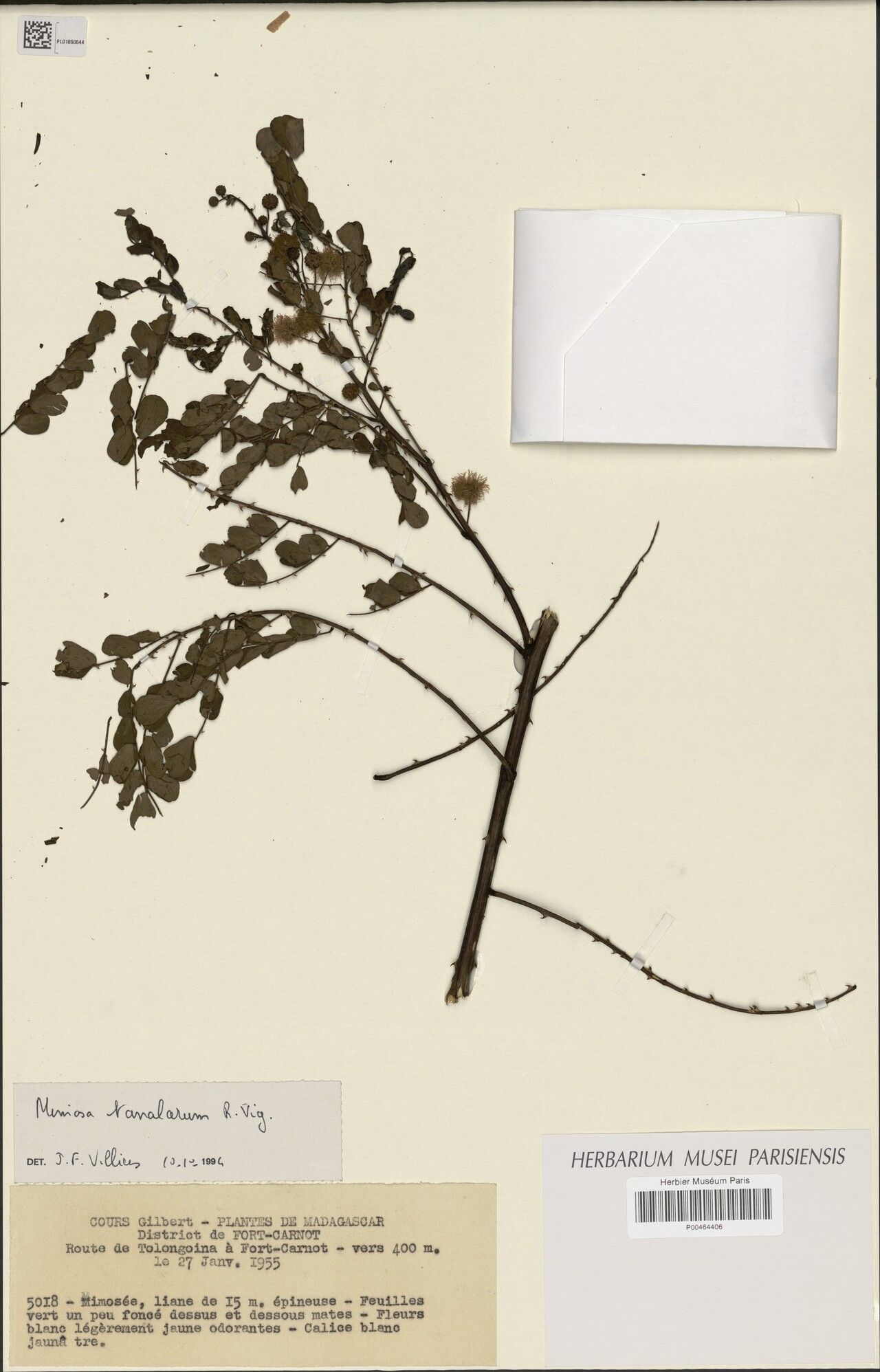 Mimosa tanalarum — search result for 'Mimosa'