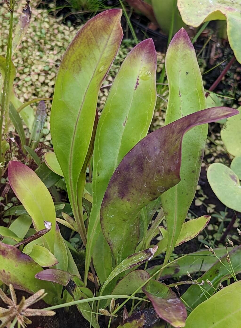 Utricularia longifolia leaf