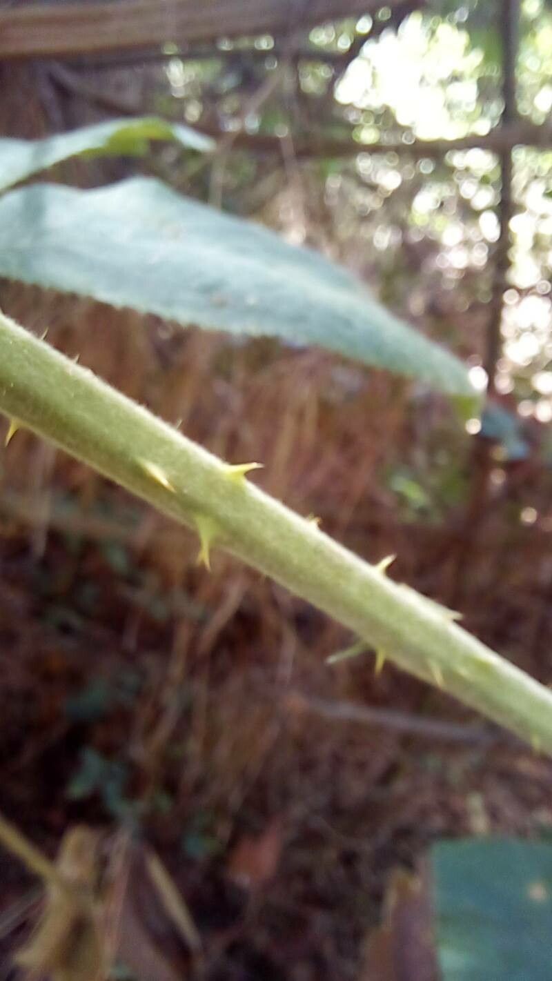 Rubus brasiliensis bark