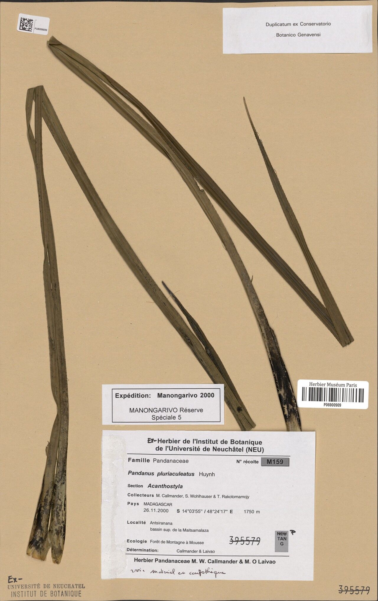 Pandanus pluriaculeatus — houseplant care guide