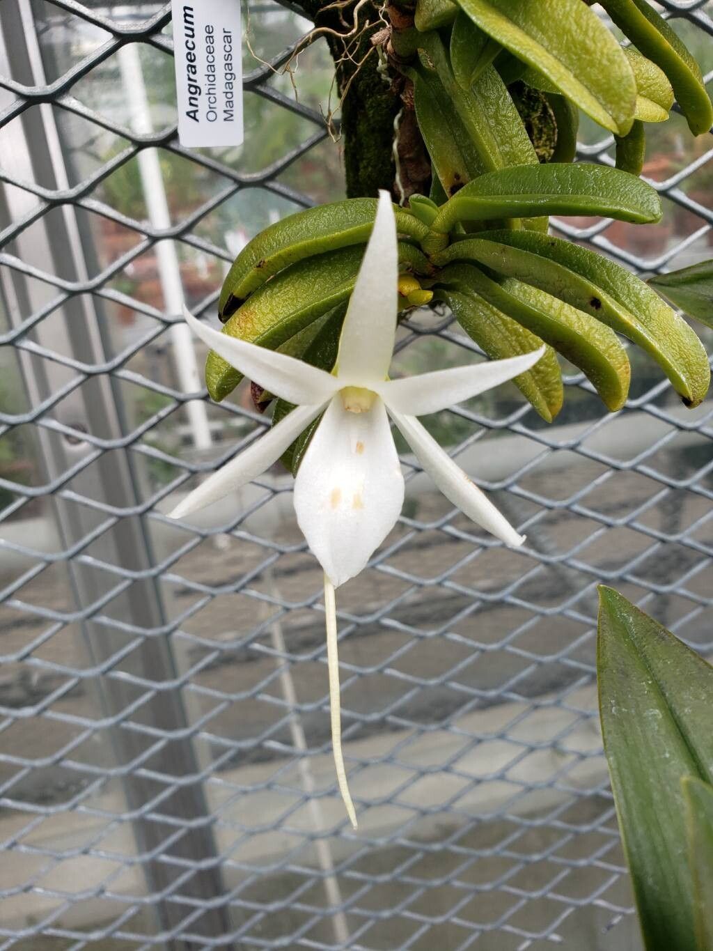 Angraecum equitans flower