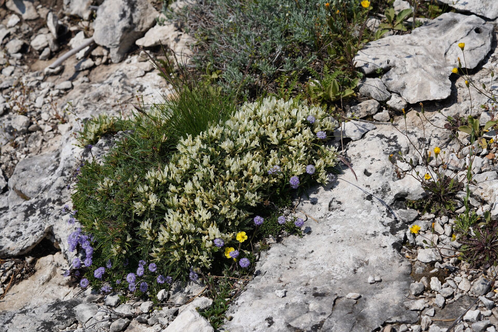 Astragalus croaticus habit