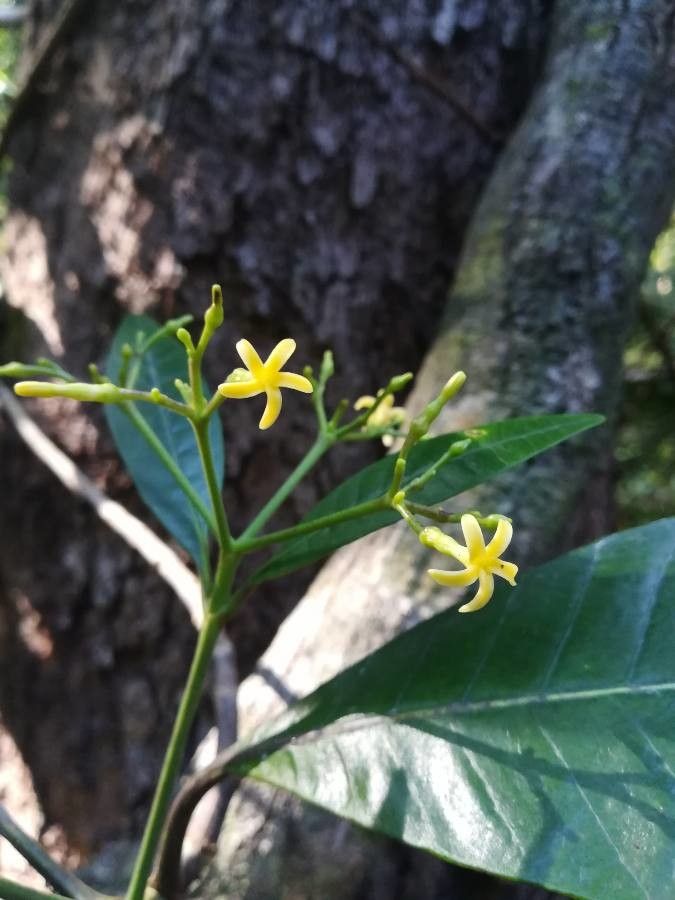 Alstonia vieillardii flower