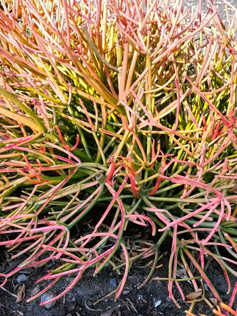 Euphorbia mauritanica bark