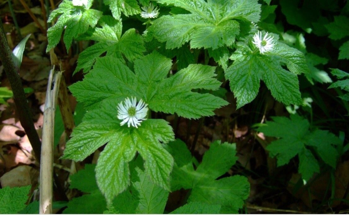 Hydrastis canadensis flower