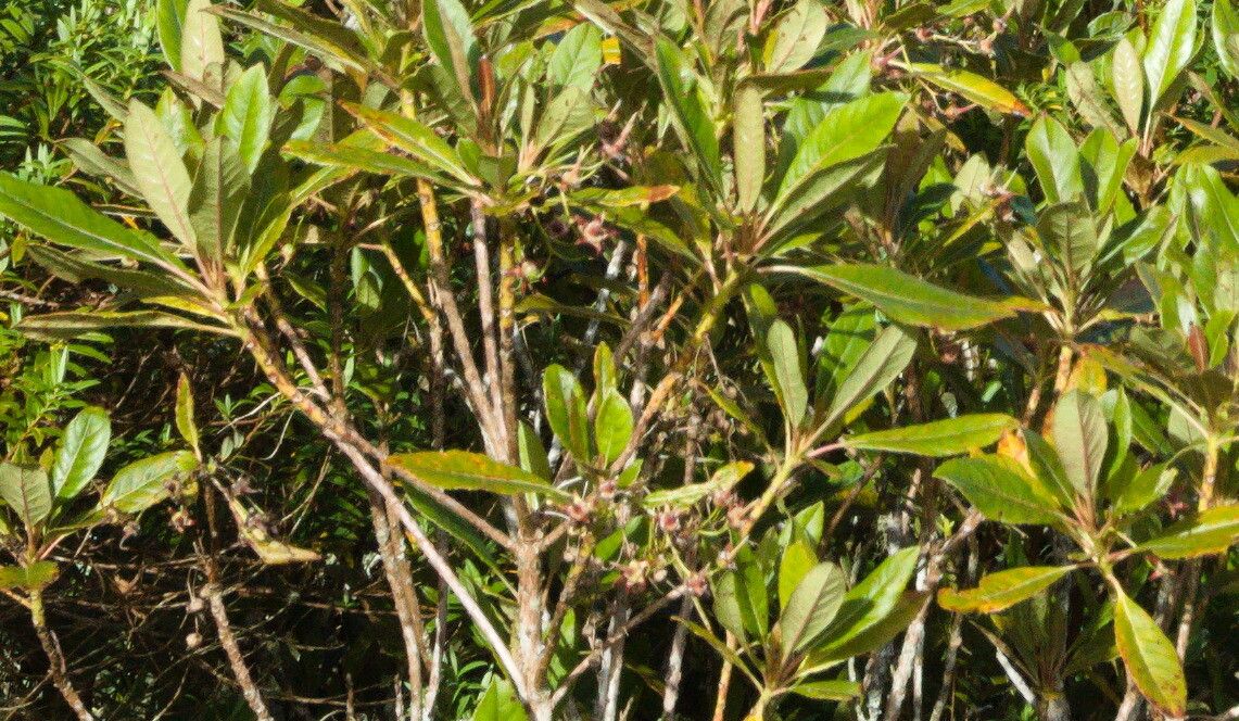 Forgesia racemosa leaf
