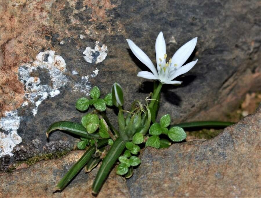 Ornithogalum collinum — search result for 'Ornithogalum'