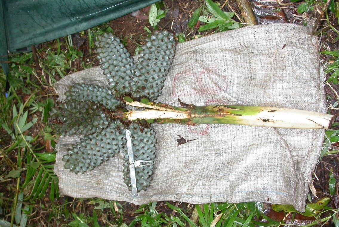 Pandanus bipyramidatus — houseplant care guide