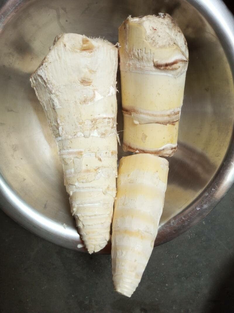 Bambusa vulgaris fruit