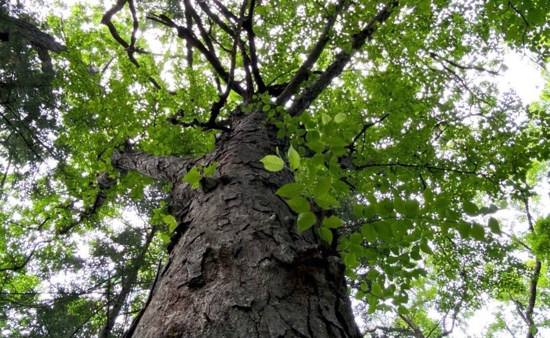 Betula schmidtii bark