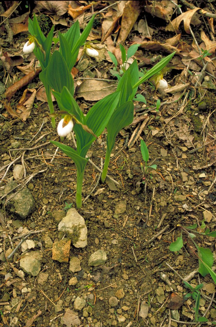 Cypripedium candidum habit