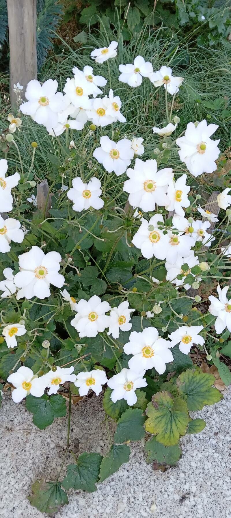 Anemone x hybrida habit