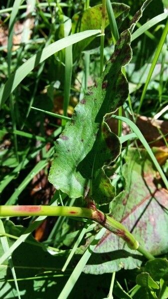 Polygonum bistorta — search result for 'Persicaria'
