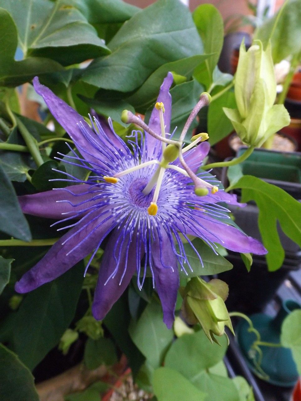 Passiflora cincinnata flower